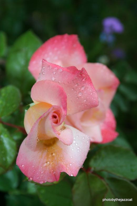 Free stock image of Rose 1 created by thejazzcat