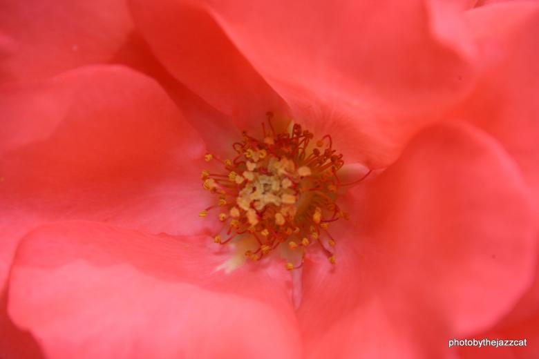 Free stock image of Rose 4 created by thejazzcat