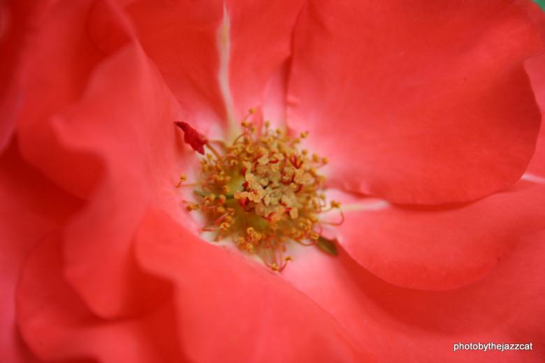 Free stock image of Rose 5 created by thejazzcat