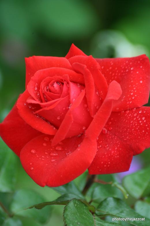 Free stock image of Rose 7 created by thejazzcat