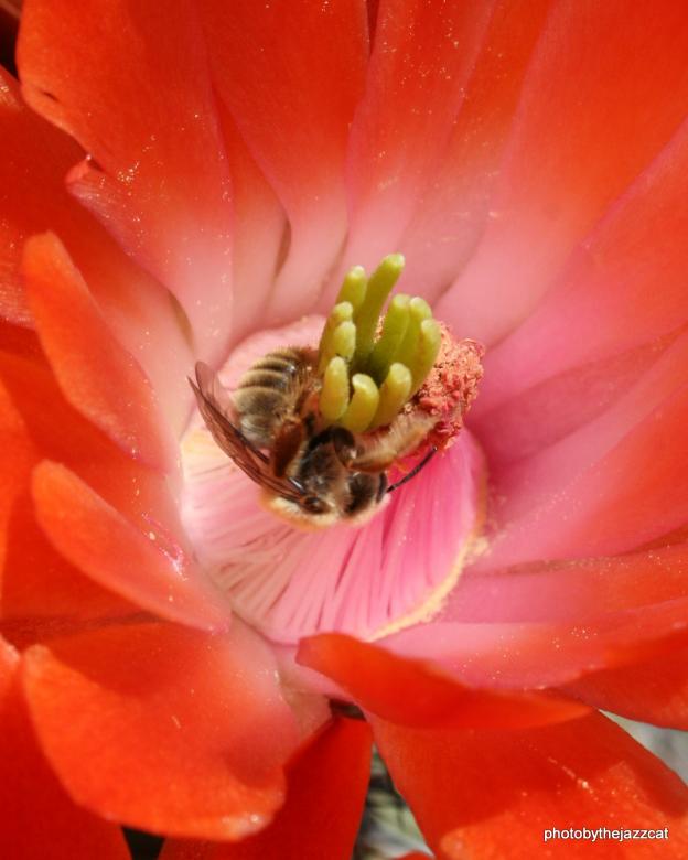Free stock image of Bees kiss created by thejazzcat