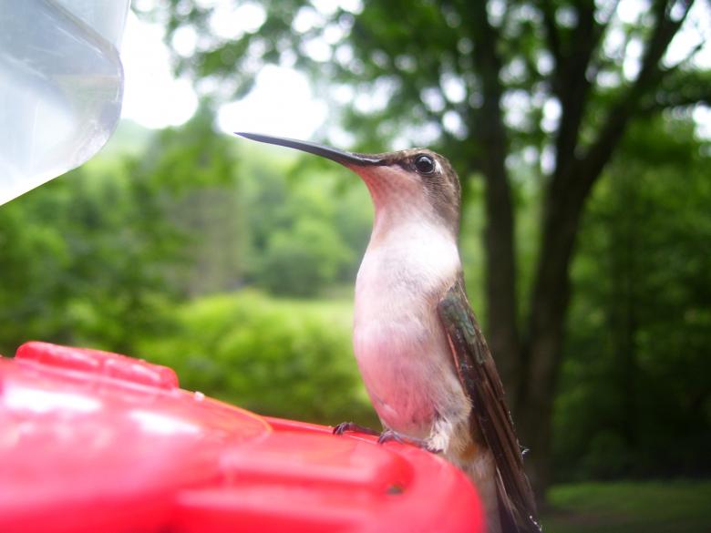 Free stock image of Bird created by Nature Girl