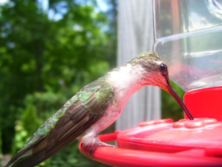 Free stock image of Bird drinking water created by Nature Girl