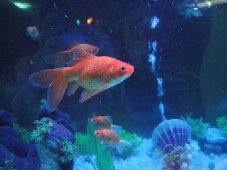 Free stock image of Fish aquarium created by Ali Haider
