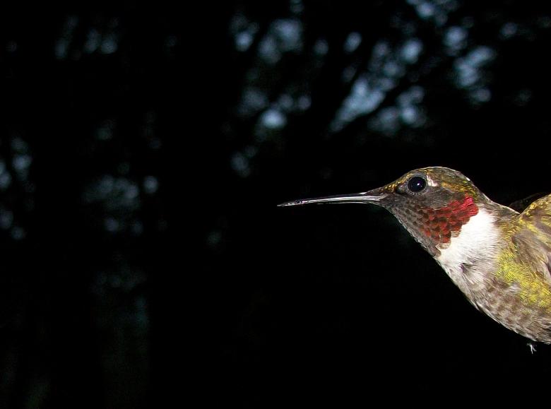 Free stock image of Bird created by Nature Girl