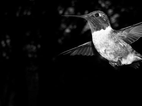 Black and white bord - Free Stock Photo