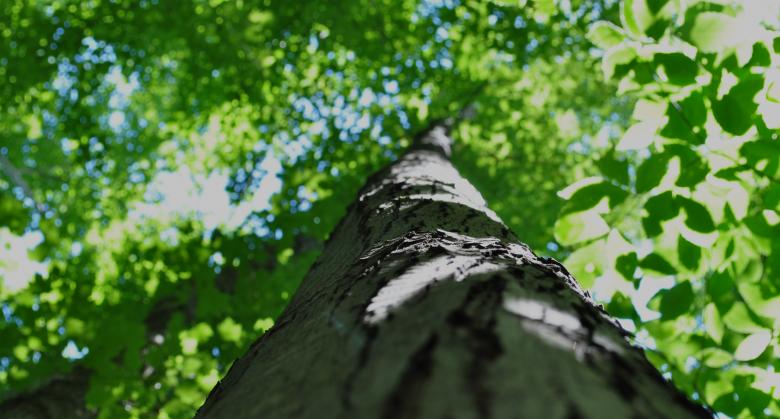 Free stock image of Tree top created by michael  jalbert