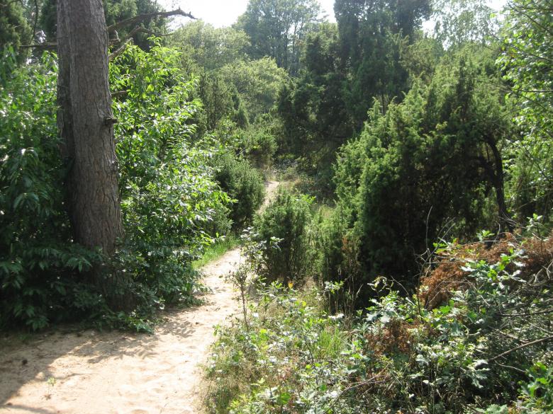 Free stock image of Forest in Netherlands created by Ilma Massink