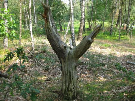 Y shaped tree - Free Stock Photo