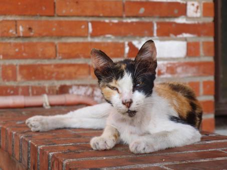 Skinny Cat - Free Stock Photo