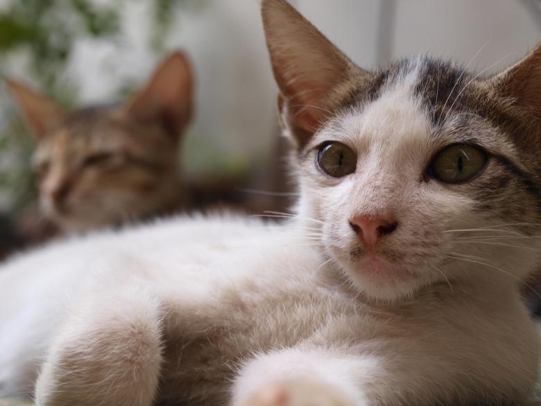 Free stock image of Cats created by Ed Davad