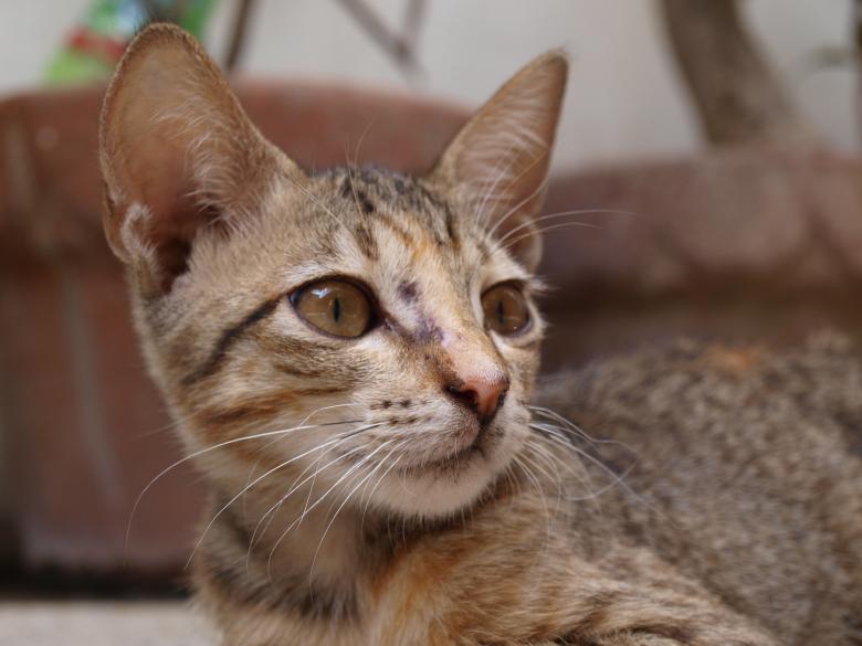 Free stock image of Cat closeup created by Ed Davad