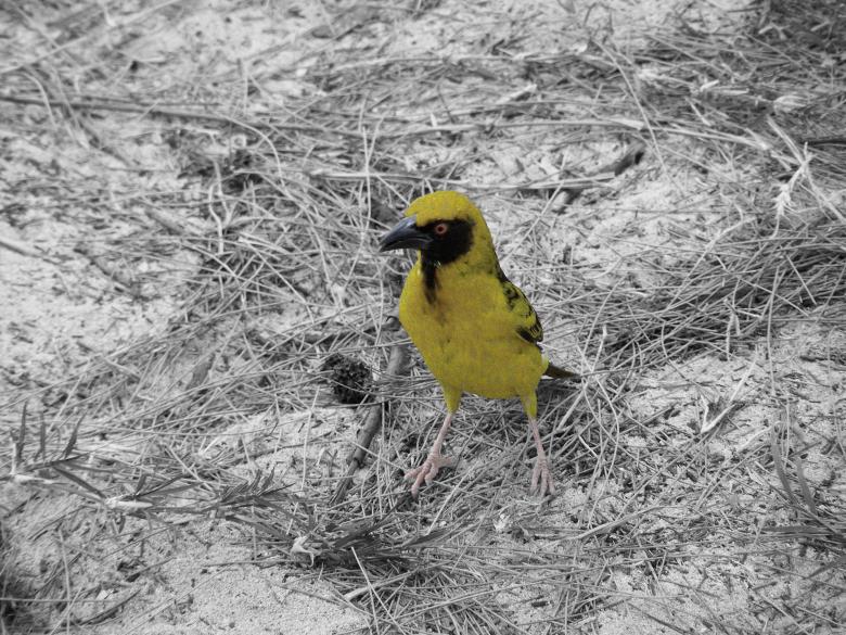 Free stock image of Little Bird created by LEBBRECHT