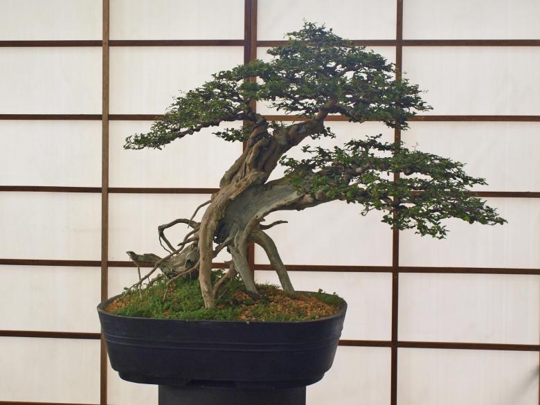 Free stock image of Japanese Bonsai Tree created by Ed Davad