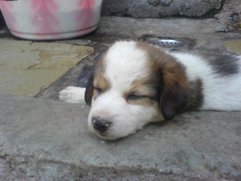 Free stock image of Cute puppy created by nakul gupta