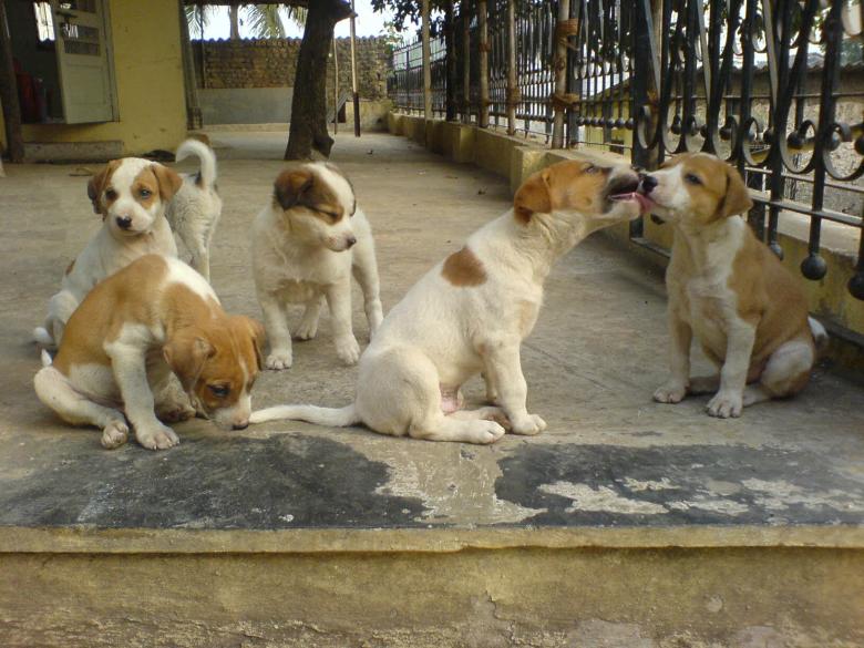 Free stock image of Cute puppies created by nakul gupta