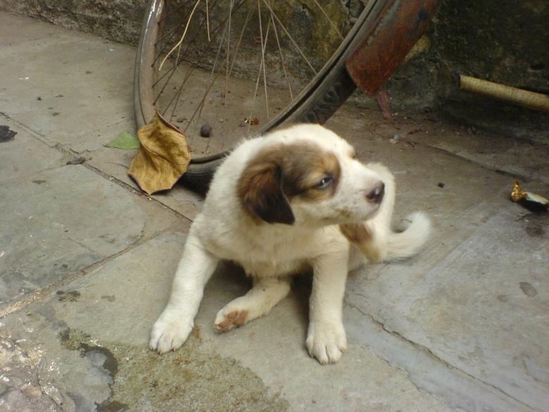 Free stock image of Cute puppy created by nakul gupta