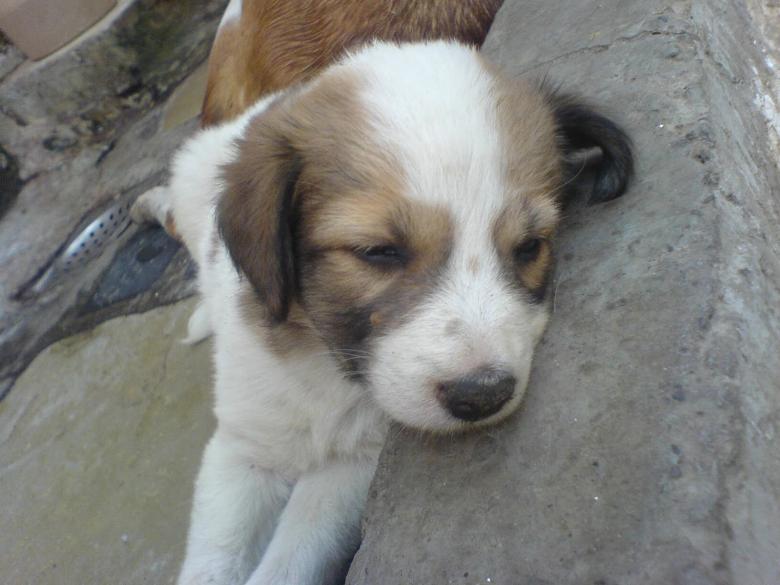 Free stock image of Cute puppy created by nakul gupta