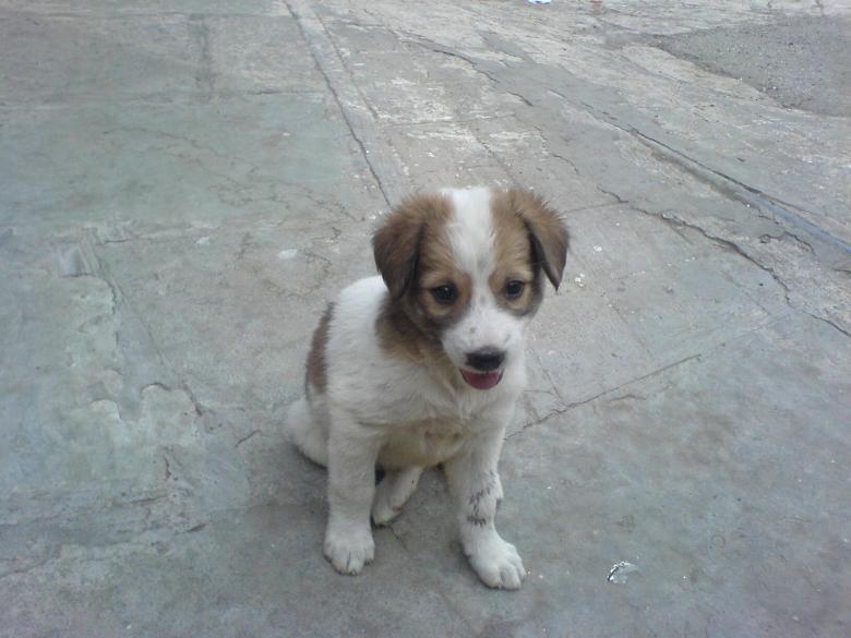 Free stock image of Cute puppy created by nakul gupta