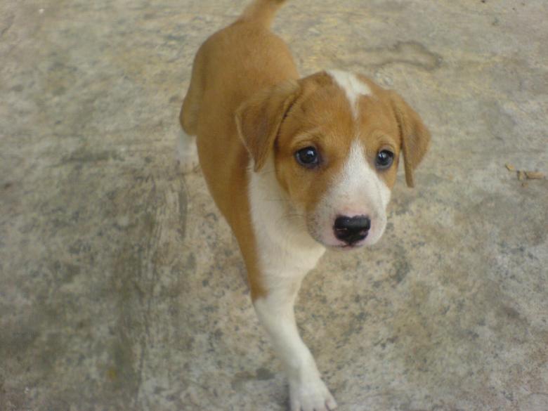 Free stock image of Cute puppy created by nakul gupta