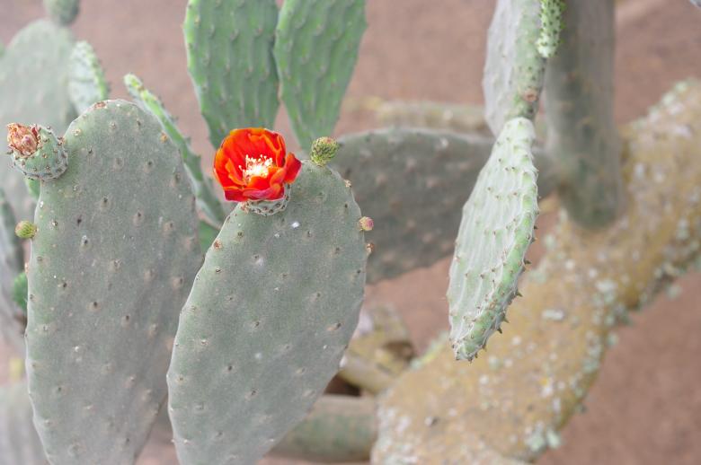 Free stock image of Striking beauty created by Jose R. Valverde