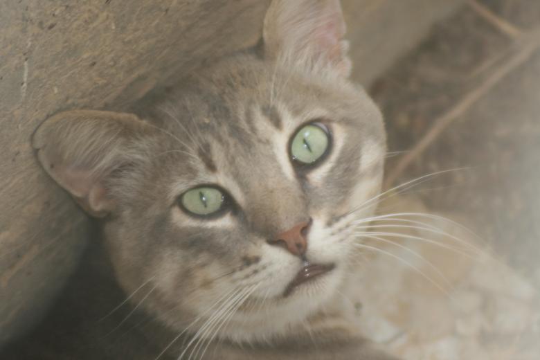 Free stock image of Cat face created by IULIAN