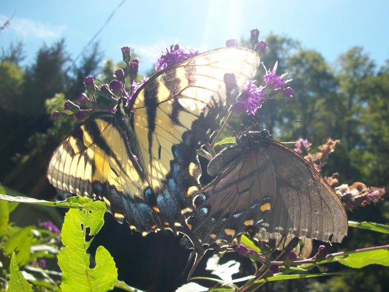 Free stock image of Alluring Butterflies  created by Nature Girl