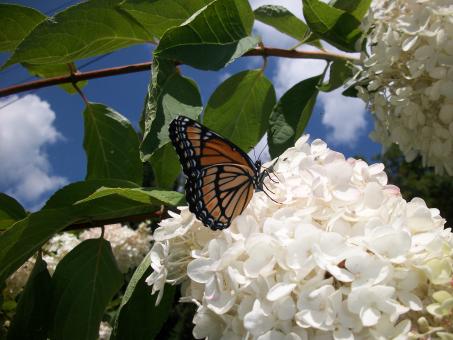 Fresh Blossoms - Free Stock Photo