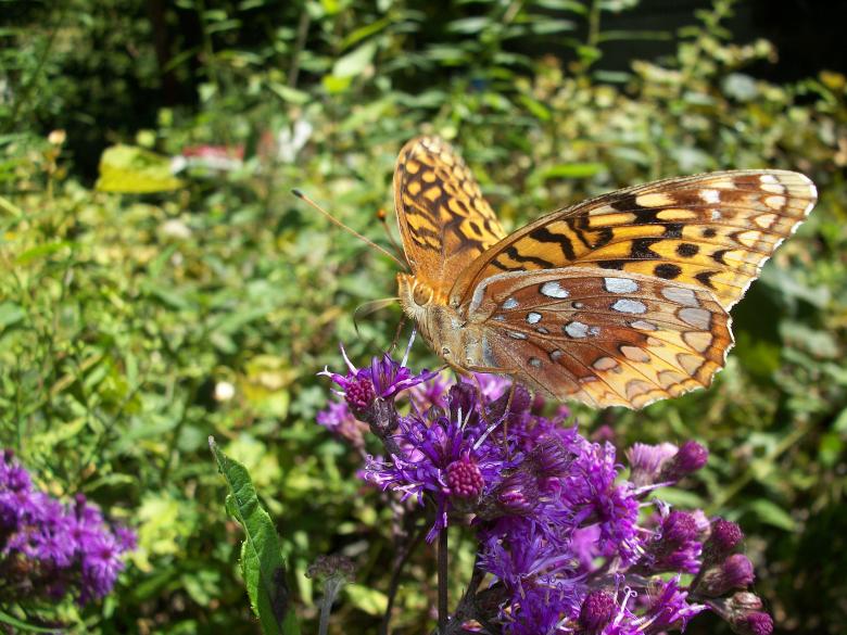 Free stock image of Dazzling butterfly created by Nature Girl