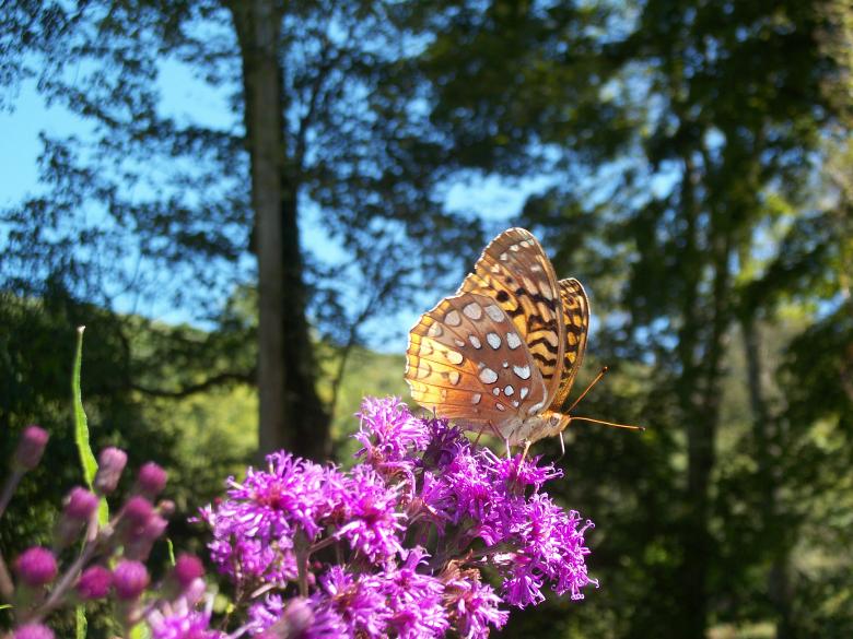 Free stock image of Enchanting Butterfly created by Nature Girl