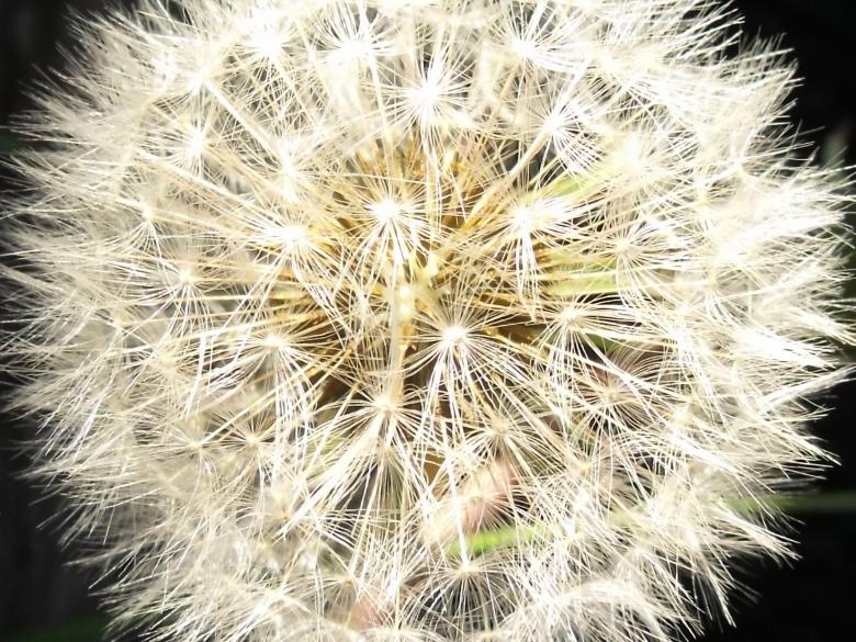 Free stock image of Dandelion created by Anita Levesque