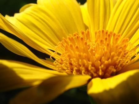 Yellow Flower