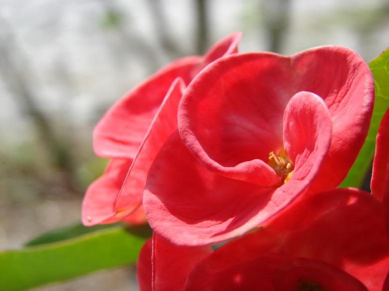 Free stock image of Red Flower created by Stefan Giuliani