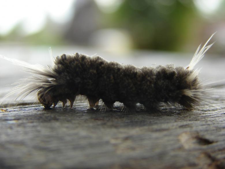 Free stock image of Hairy Caterpillar created by Stefan Giuliani