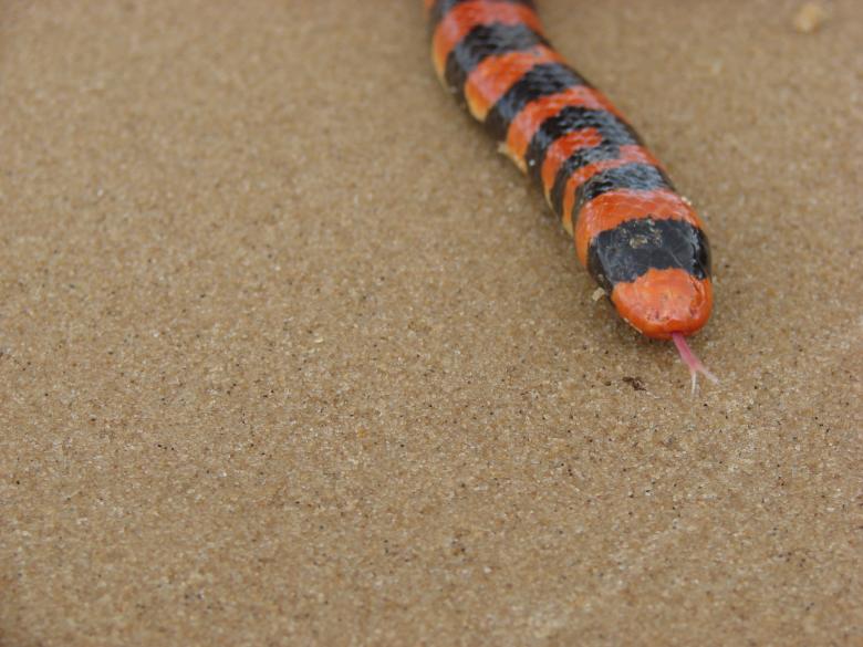 Free stock image of Snake created by Stefan Giuliani