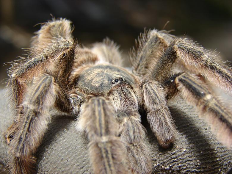 Free stock image of Tarantula created by Stefan Giuliani