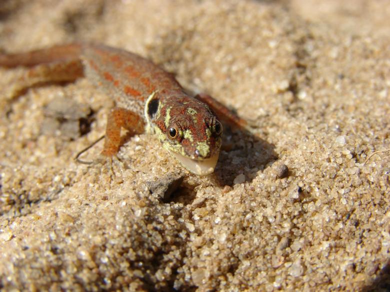 Free stock image of Lizzard created by Stefan Giuliani