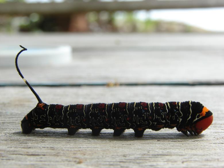 Free stock image of Colorful Caterpillar created by Stefan Giuliani