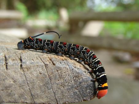 Colorful Caterpillar - Free Stock Photo