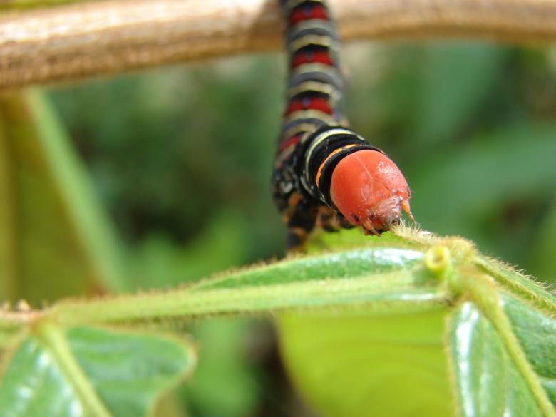 Free stock image of Colorful Caterpillar created by Stefan Giuliani