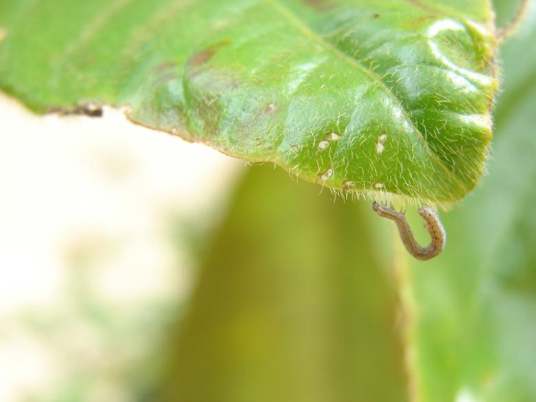 Free stock image of Tiny Caterpillar created by Stefan Giuliani