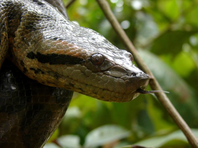 Free stock image of Anaconda in Tree created by Stefan Giuliani