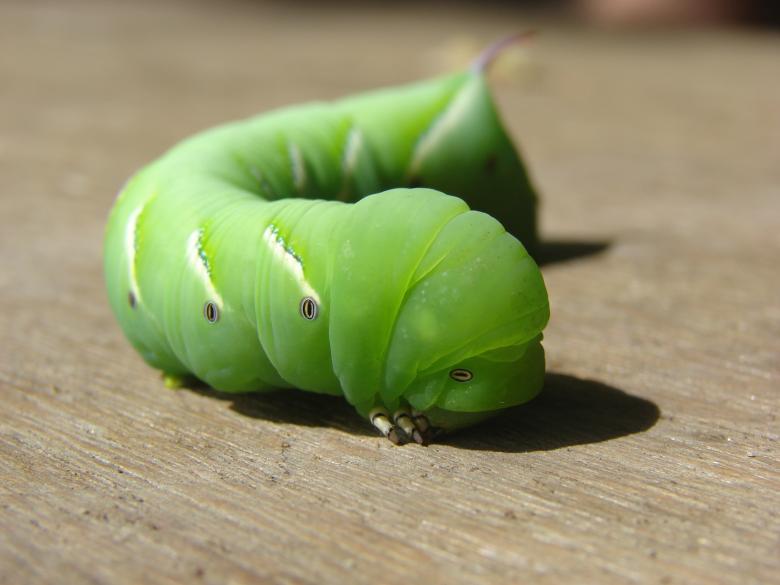 Free stock image of Green Caterpillar created by Stefan Giuliani