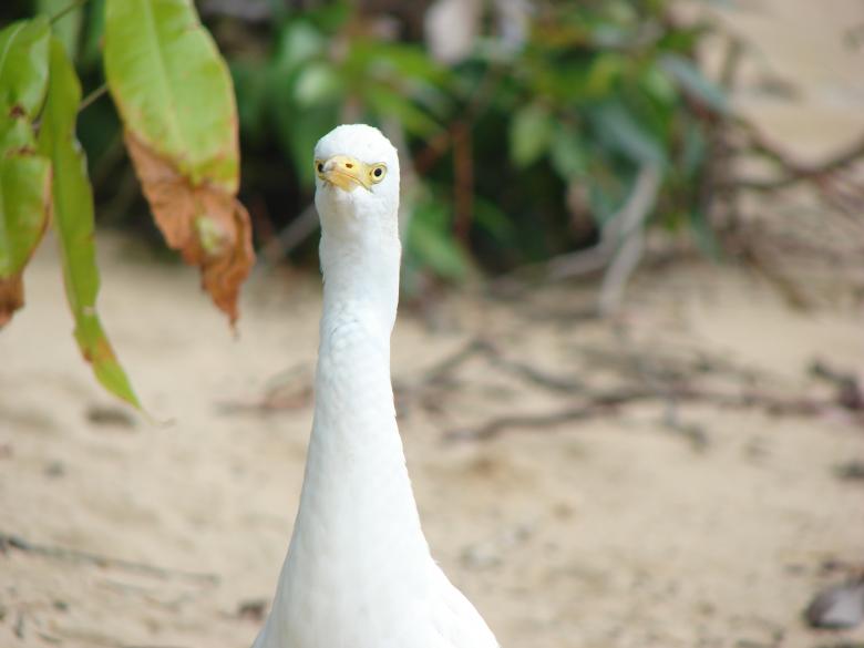 Free stock image of White Bird created by Stefan Giuliani