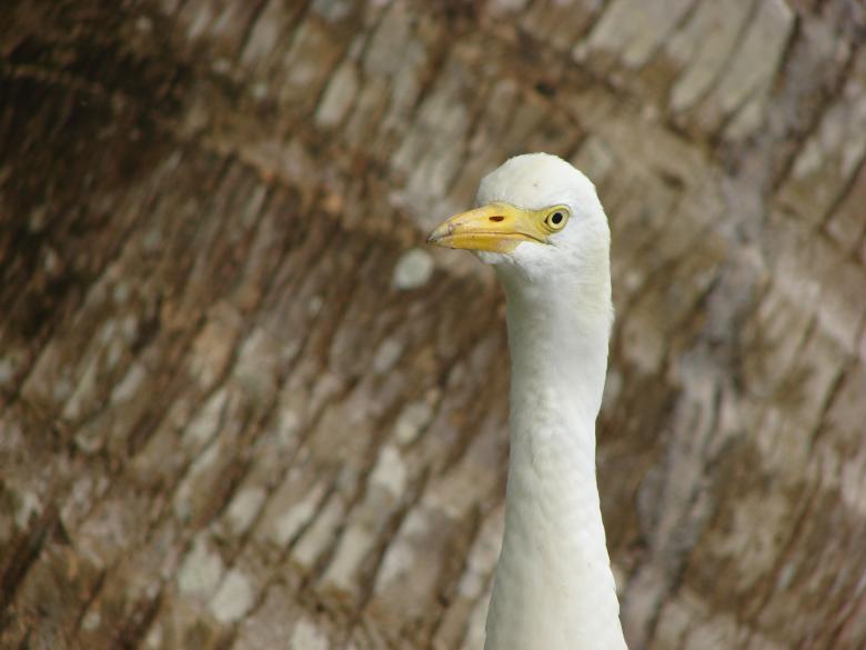 Free stock image of White Bird created by Stefan Giuliani