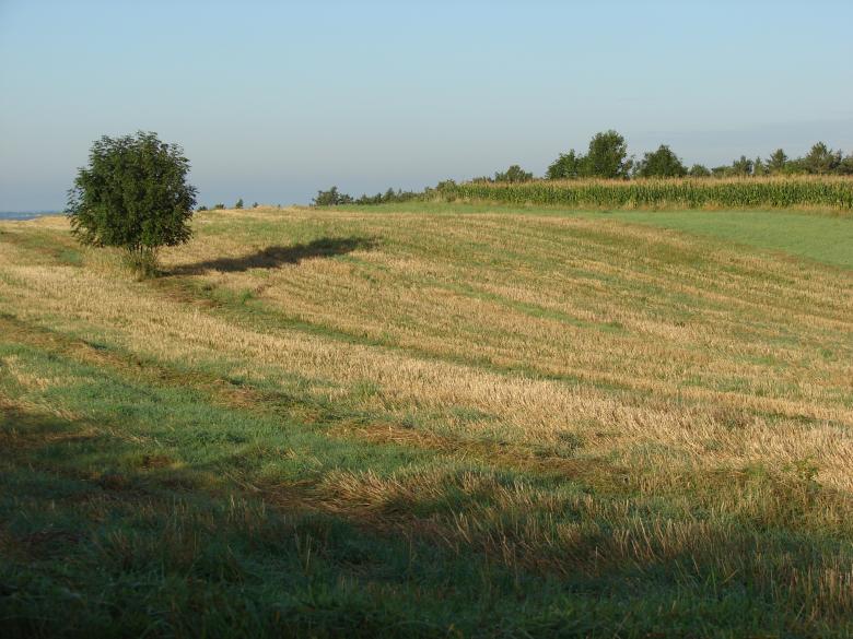 Free stock image of Mown Wheat Field created by Stefan Giuliani