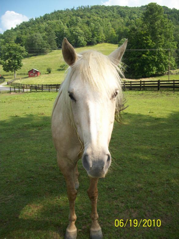 Free stock image of Equestrian Friend created by Nature Girl
