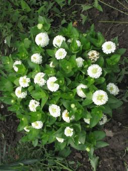 White Flowers - Free Stock Photo