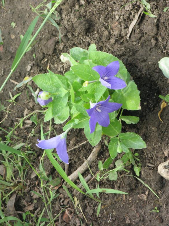 Free stock image of Purple Flower created by Krisztian Szabados