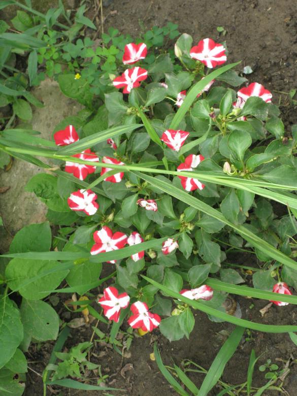 Free stock image of Red Flowers created by Krisztian Szabados